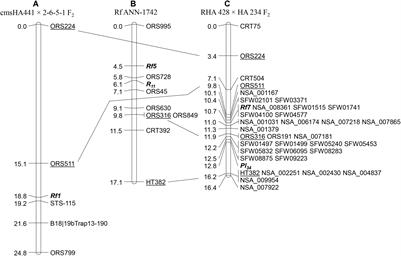 Linkage Mapping and Genome-Wide Association Studies of the Rf Gene Cluster in Sunflower (Helianthus annuus L.) and Their Distribution in World Sunflower Collections